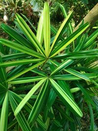 High angle view of plant growing on field