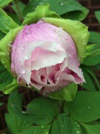 Macro shot of water drops on pink rose