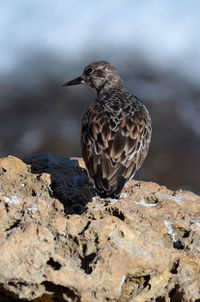 Close-up of bird perching on rock