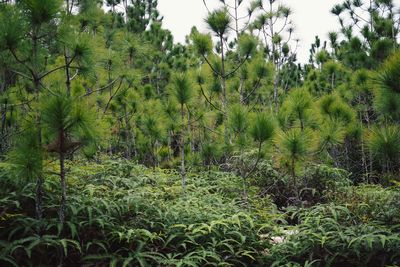 Scenic view of forest against sky