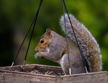 Close-up of squirrel on wood