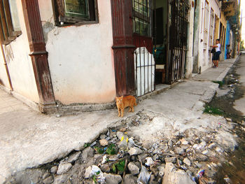 View of cat on street amidst buildings