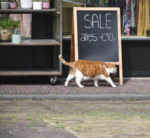 View of a cat on the wall