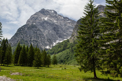 Scenic view of pine trees and mountains against sky