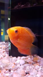 Close-up of fish swimming in aquarium