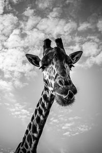 Low angle view of giraffe against sky