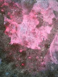 Close-up of pink flowers