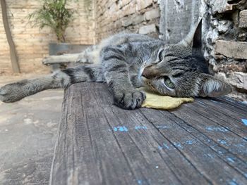 Resting cat