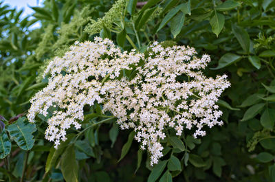 Close-up of flowers