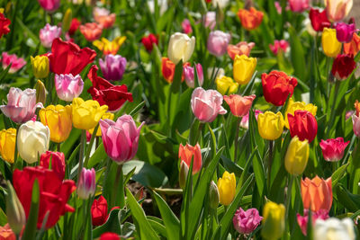 Full frame shot of multi colored tulips