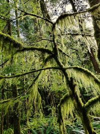 Close-up of tree in forest