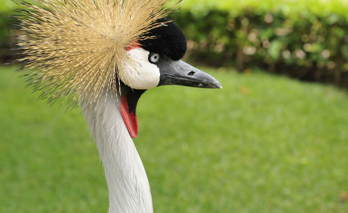 Close-up of bird on grass