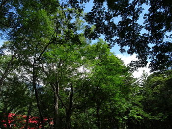 Low angle view of trees in forest against sky