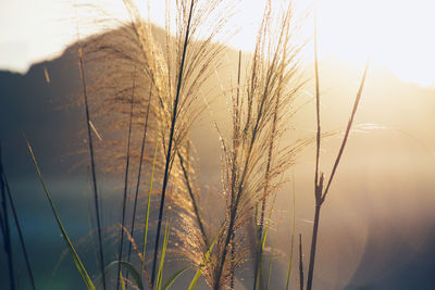 Close-up of stalks against sky during sunset