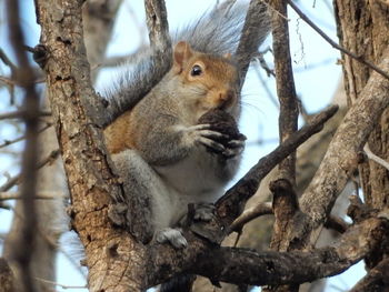 Low angle view of squirrel on tree trunk