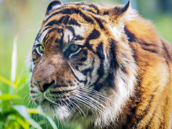 Close-up of a cat looking away