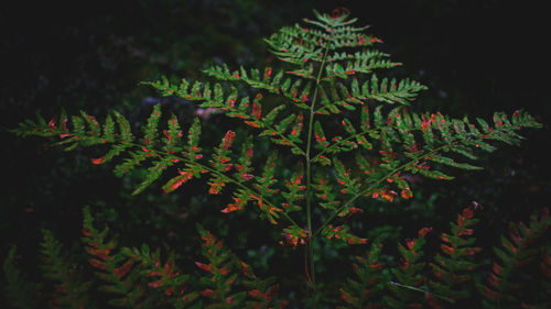 Close-up of fresh green plants