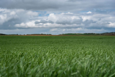 Scenic view of field against sky