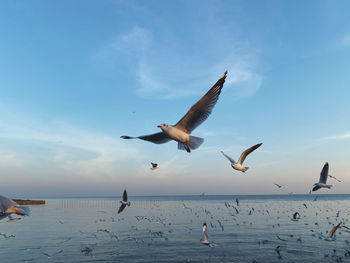 Seagulls flying over sea against sky