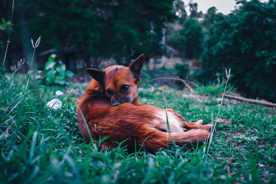 View of a dog relaxing on field