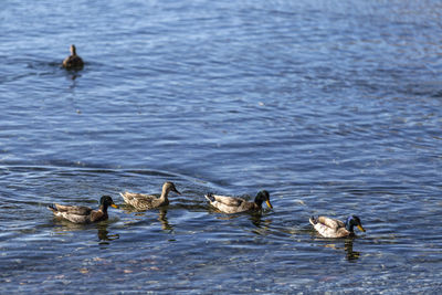 Ducks enjoying swimming on the lake