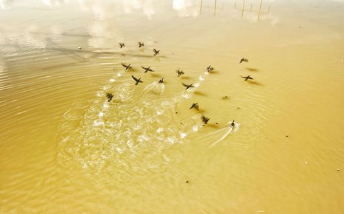 High angle view of swans swimming in lake