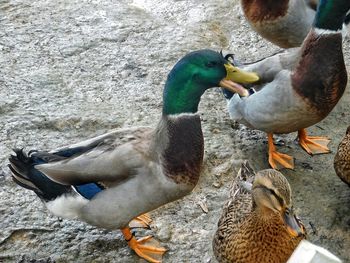 Close-up of birds