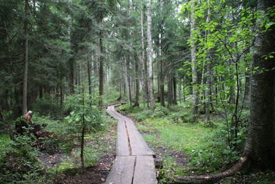 Footpath amidst trees in forest