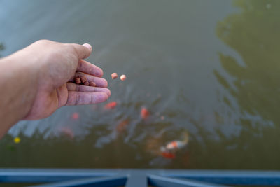 Cropped hand throwing food in pond