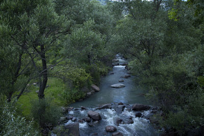 River flowing amidst trees in forest