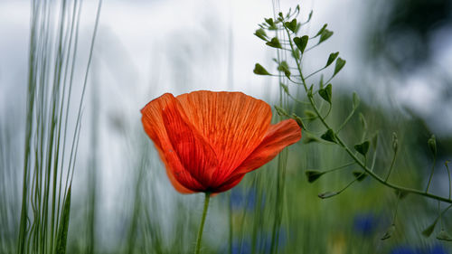 Close-up of red flower blooming outdoors