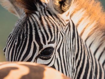 Close-up of zebra