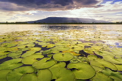 The lake near phu kradueng. lotus leaf and blue sky near reservoir at phu kradueng. loei, thailand.