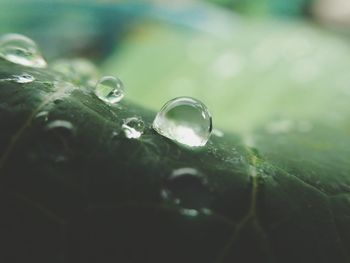 Close-up of water drops on leaf