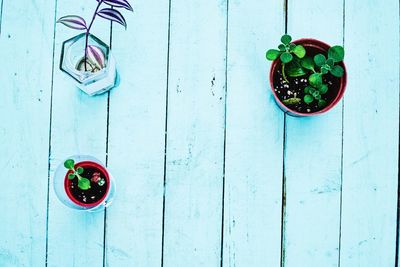 Directly above shot of potted plants on table