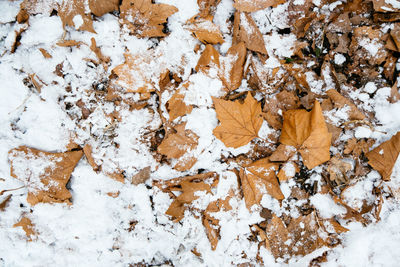 Close-up of tree