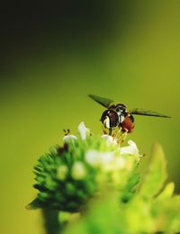 Close-up of insect on flower