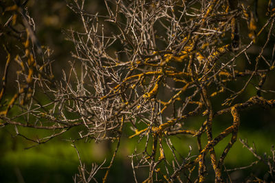 Close-up of bare tree branches during winter