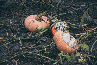 High angle view of pumpkins on field