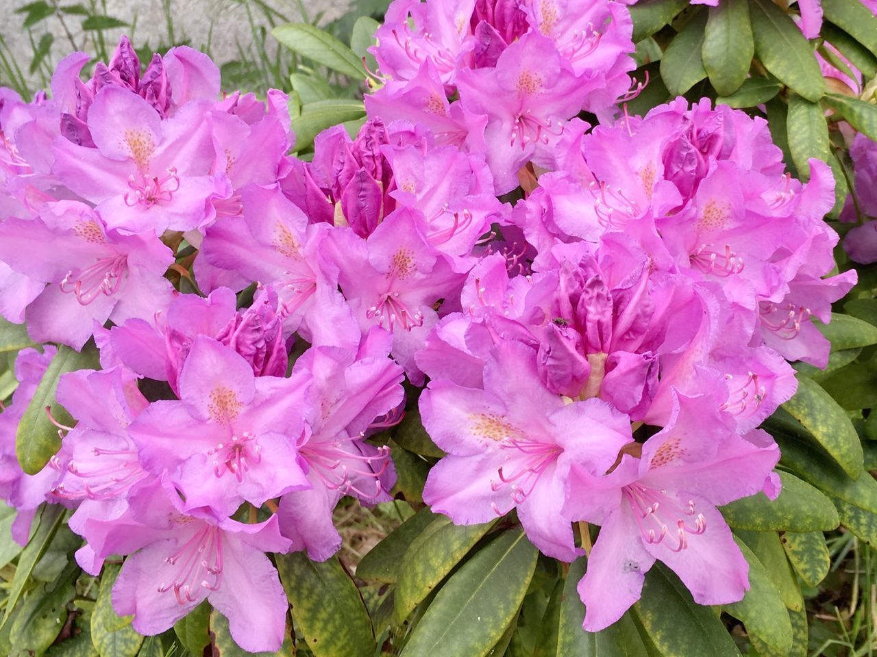 CLOSE-UP OF PINK FLOWERS IN BLOOM