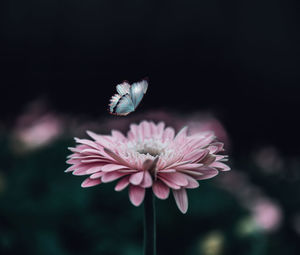 Close-up of butterfly flying over daisy 