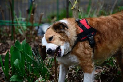 View of a dog on field chewing on wood