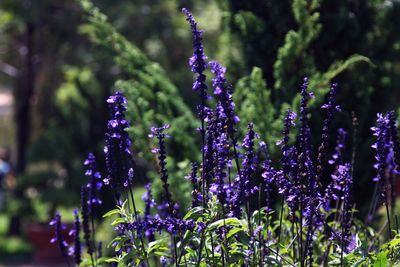 Close-up of lavender blooming outdoors