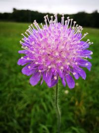 Close-up of purple flower blooming on field