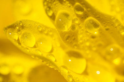 Close-up of wet yellow flower