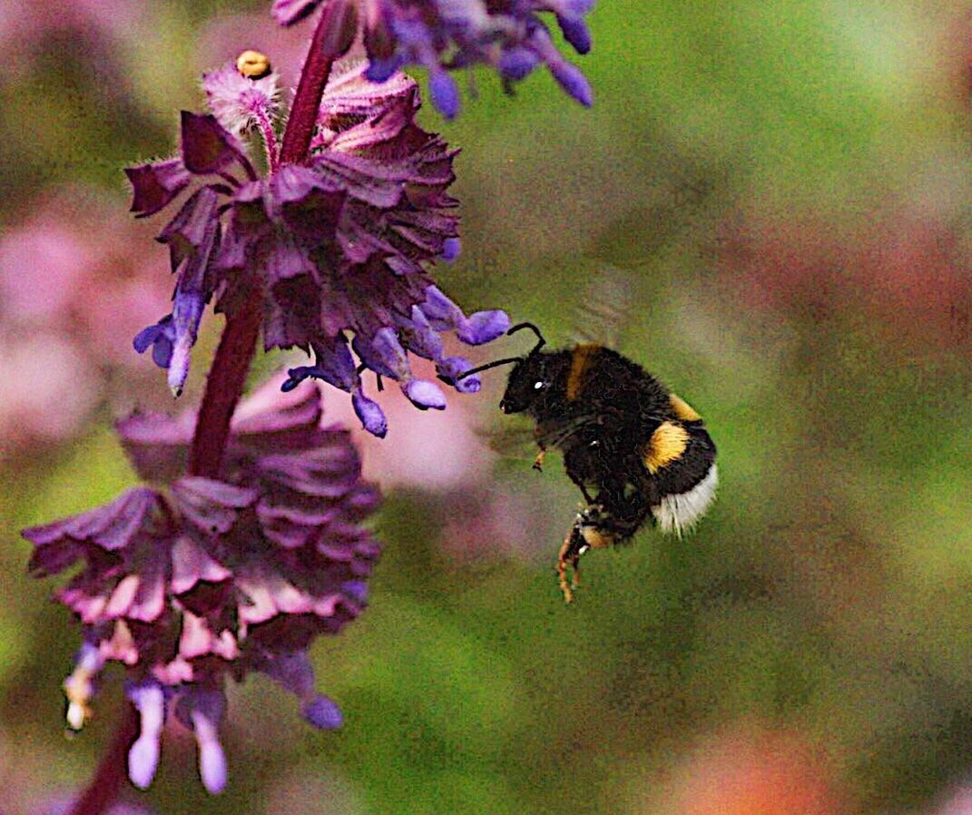 CLOSE-UP OF BUMBLEBEE ON PURPLE FLOWER