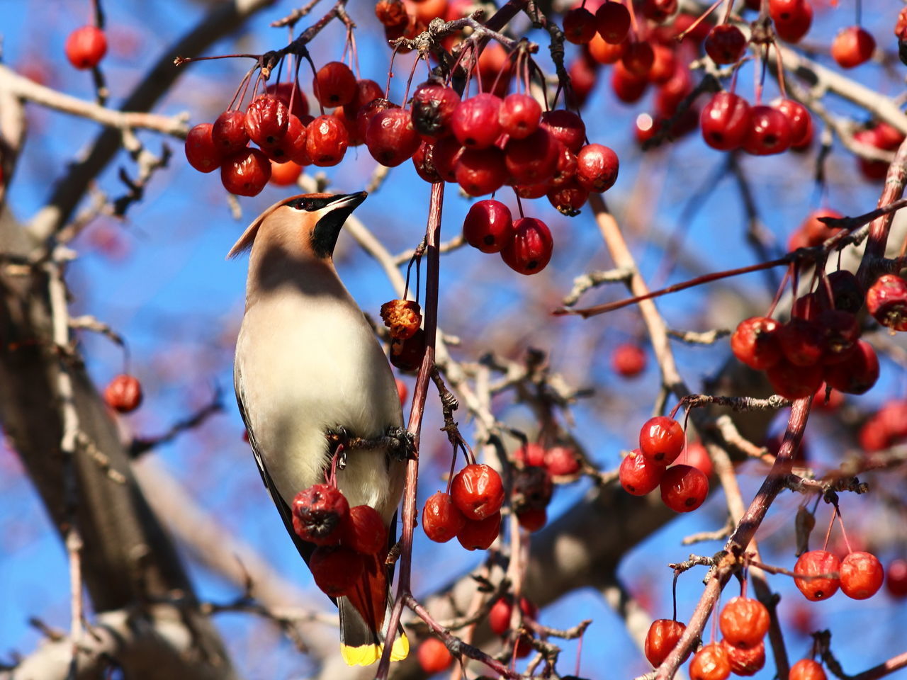 LOW ANGLE VIEW OF CHERRIES GROWING ON TREE