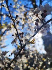Close-up of cherry blossoms in spring
