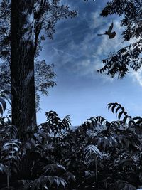 Low angle view of trees against sky