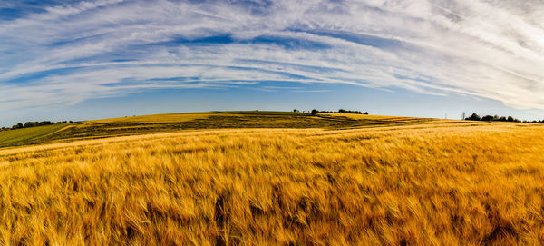 Scenic view of agricultural field against sky